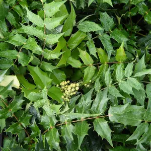 Mahonia japonica Hivernant 9cm Pot x 1