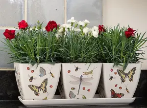 Iona Buchanan Insects Eco Pots Set of 3 with Tray - L12.5 x W38 x H13 cm