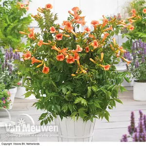 Campsis Indian Summer 2 Litre Pot x 2