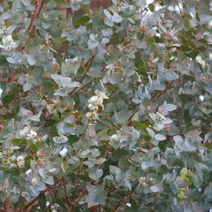 6 x Eucalyptus Gunnii Azura Hedging Plants -  9cm Pots - Rare Variety of Gum Tree