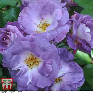 Floribunda Rose 'Blue for You' - 2 Bare Roots