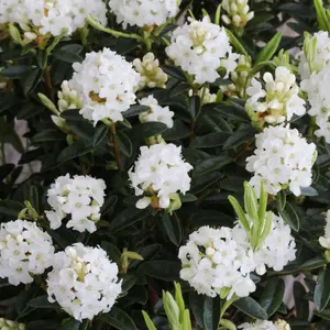 Rhododendron Arctic (15-25cm Height Including Pot) Garden Plant - Compact Shrub, Stunning Blooms