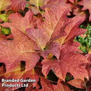 Hydrangea Quercifolia Jetstream 3 Litre Potted Plant x 1