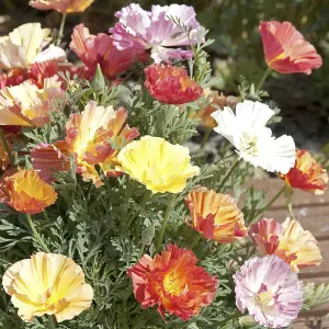 Californian Poppy XL Jelly Beans 1 Seed Packet (150 Seeds)