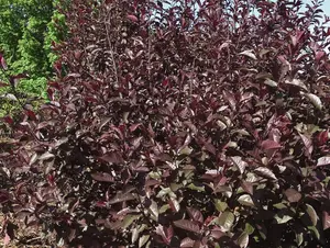 Prunus Nigra Cistena Patio Flowering Tree 3-4ft Supplied in a 7.5 Litre Pot