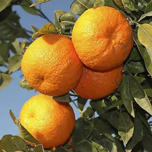 Large Orange Tree Supplied in a 4/5L Pot as Established Plant Exotic Fruit Trees for Gardens Citrus Tree for Patios