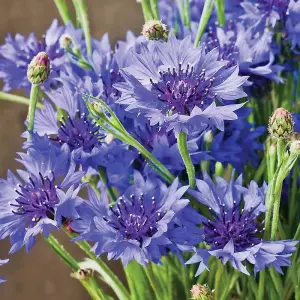 Cornflower Blue Diadem 1 Packet (180 Seeds)