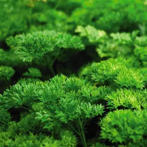 Parsley Moss Curled - 1 x Seed Packet (750 Seeds)