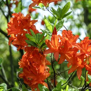 Azalea japonica Orange 17cm Potted Plant x 1