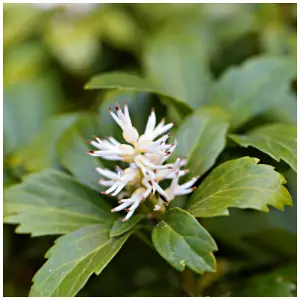 Pachysandra Terminalis Green Carpet / Japanese Spurge in 9cm Pot, Groundcover 3FATPIGS