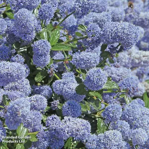 Ceanothus thrysifolius Repens 9cm Potted Plant x 1