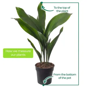 Aspidistra Elatior - Hardy and Low-Maintenance Indoor Plant for Interior Spaces (60-70cm Height Including Pot)