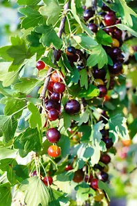 3 Jostaberry Ribes uva Crispa, Self-Fertile, Multistemmed Well Branched 60-80cm 3FATPIGS