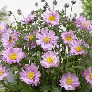 Anemone Fantasy Pocahontas - Vibrant Pink Blooms, Compact Size (15-30cm Height Including Pot)