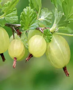 Gooseberry bush duo - 1 red, 1 green in 9cm pots