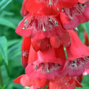 Penstemon 'King George V' in 9cm Pot - Semi-Evergreen Perennial