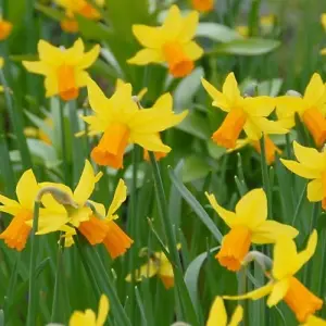 Boston Seeds Jetfire Narcissi Bulbs (20 Bulbs)