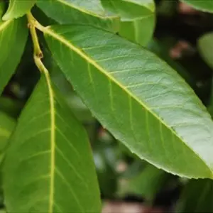 Hedges Direct Laurel 'Caucasica' 60cm Height Evergreen Hedge Plant