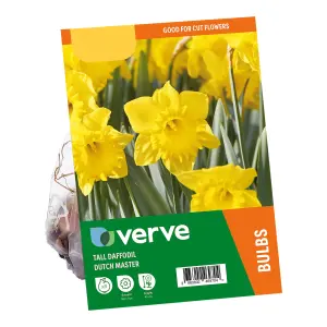 Narcissus Dutch Master 8 Flower bulbs