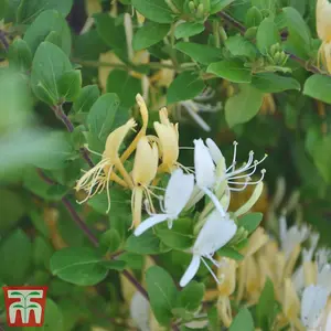 Lonicera (Honeysuckle) japonica Halliana 3 Litre Potted  Plant x 1