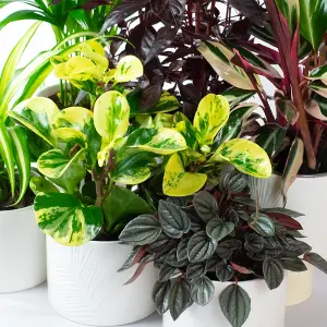 Pet Friendly Plants Indoor - Mix of 6 Real House Plants in 13cm Growers Pots