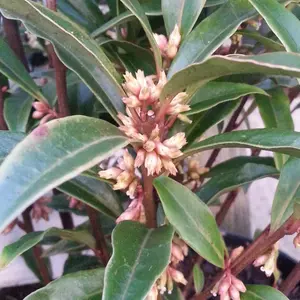 Sarcococca Purple Gem, Evergreen Shrub Plant for UK Gardens (15-25cm Height Including Pot)