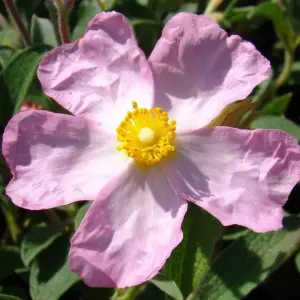 Cistus Silver Pink - Evergreen, Pink, White and Yellow Flowers, Compact Size (20-30cm Height Including Pot)