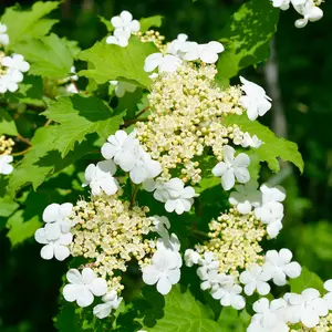 10m THORNLESS Mixed Native Country Hedging Plants, 50 Plants, 6 Different Varieties 3FATPIGS