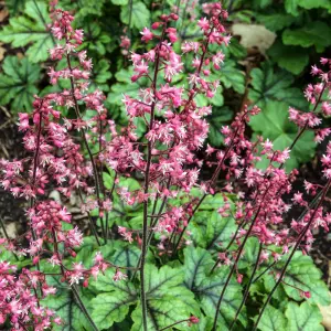 Heucherella Tapestry - Pink Flowers, Evergreen Foliage, Perennial Plant, Compact Size (15-30cm Height Including Pot)