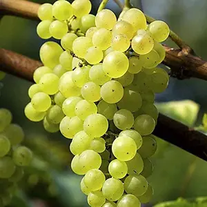 Grape Vitis Plant 'Müller-Thurgau' - High Yielding Vitis Grape - UK Climates