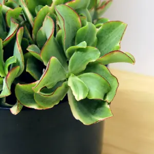 1 x Crassula Curly Green Ripple Jade Money Plant in 12cm Pot - Real Evergreen Succulent Indoor Plant - Eye Catching Houseplant