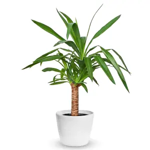 Yucca Elephantipes Plant - Hardy, Indoor Air Purifier, Low Water (40-50cm Incl. Pot)