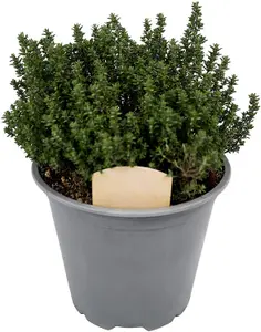 3 x Large Herb Mix in 14cm Pots - Rosemary - Laurel Bay - Thyme - Quality Plants