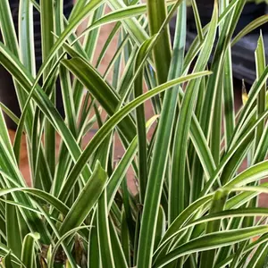 3 x Ornamental Grasses in 9cm Pots - Varieties Like Carex - Festuca - Imperata