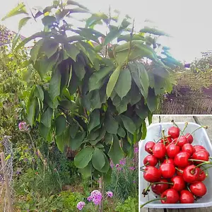 Sweet Cherry 'Stella' (Prunus avium) Bare-Root Tree 1.2 m Tall Grow Your Own Fruit UK Gardens