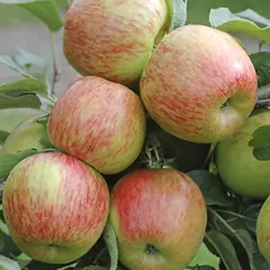 1 x Braeburn Apple Patio Fruit Tree Bare Root 1.2m Tall Supplied as a Bare Root Fruit Trees for Gardens Grow Your Own Fruit