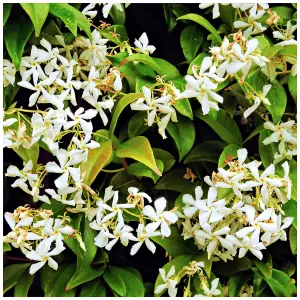 3 Star Jasmine Plants / Trachelospermum Jasminoides in 9cm Pot, Fragrant Flowers 3FATPIGS