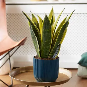 Sansevieria Snake Plant - Mother in Laws Tongue Plant - 20-30cm in Height