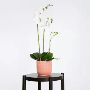 Blooming Artificial - 70cm / 2.25ft White Artificial Phalaenopsis Orchid