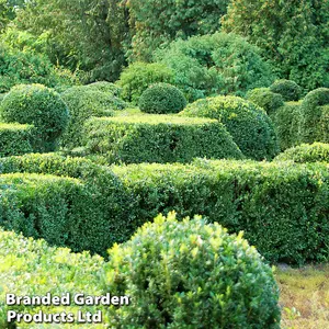 Box Hedning - Buxus Sempervirens 9cm Pot x 1