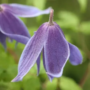 Clematis Alpina Purple Flowering Vine Climbing Plant 60cm Cane 3L Pot