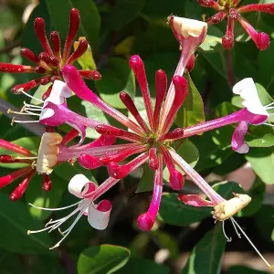 Lonicera Red World - Vibrant Climbing Vine with Red and White Blooms (15-30cm Height Including Pot)