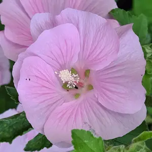 Lavatera Marshmallow Strawberry Cream Established Plant in 9cm Pot