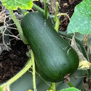 Butternut Squash Inca Gold F1 1 Seed Packet