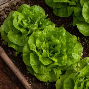 Lettuce Butterhead Brighton 1 Seed Packet