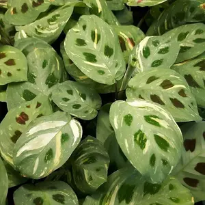 Maranta Leuconeura - Variegated Prayer Plant - 20-30cm In Height In a 12cm Pot