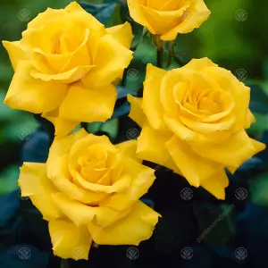 Congratulations Yellow Rose - Outdoor Plant, Ideal for Gardens, Compact Size