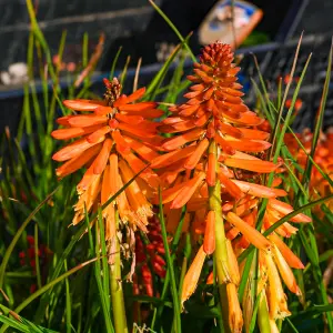 Kniphofia Poco Orange - Bright Orange Flowers, Upright Growth, Stunning in UK Gardens, Small Size (10-20cm Height Including Pot)