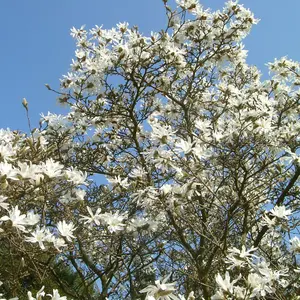 Magnolia Stellata x 2 Plants in 9cm Pots - Starry Magnoliacea - Spring Flowering