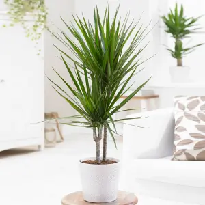 Dracaena Marginata - Stylish and Air-Purifying Indoor Plant for Interior Spaces (160-180cm Height Including Pot)